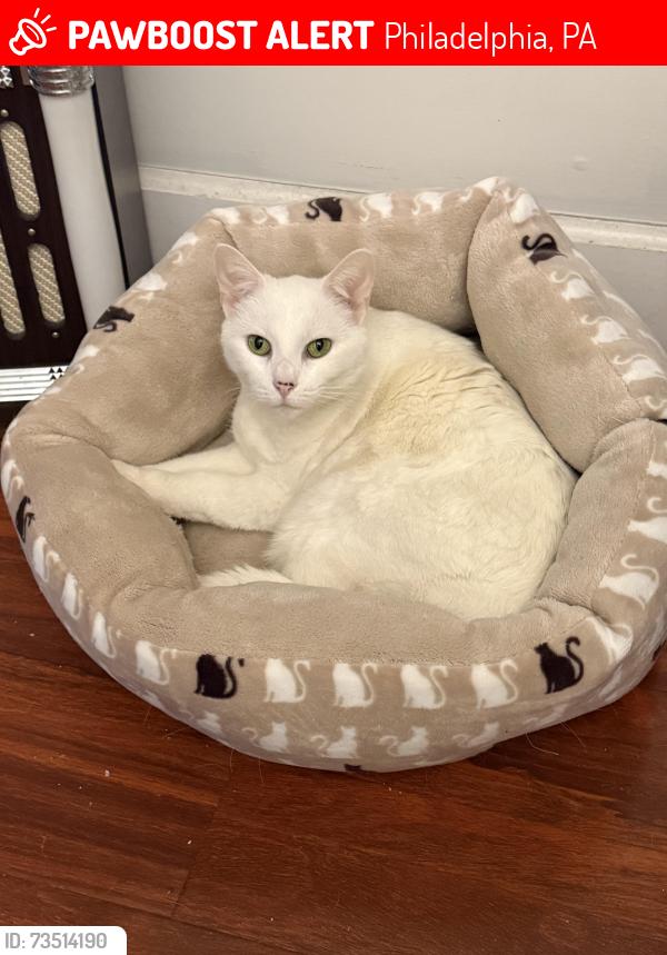 Lost Female Cat last seen Jefferson and 61st, Philadelphia, PA 19151