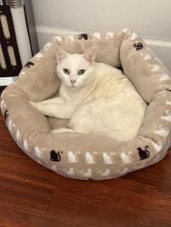 Lost Female Cat last seen Jefferson and 61st, Philadelphia, PA 19151