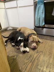 Lost Male Dog last seen Chapparal rd, Ferris, TX 75125