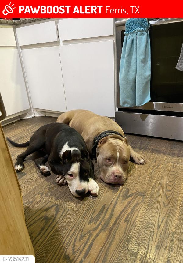 Lost Male Dog last seen Chapparal rd, Ferris, TX 75125