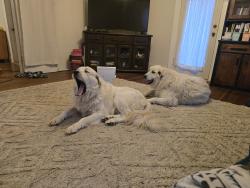 Reunited Male Dog last seen Co rd 54 and co rd 43, Greeley, CO 80631