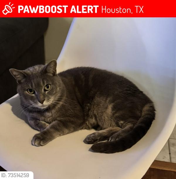 Lost Male Cat last seen I10 and dairy ashford, Houston, TX 77079