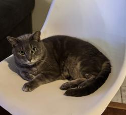 Lost Male Cat last seen I10 and dairy ashford, Houston, TX 77079