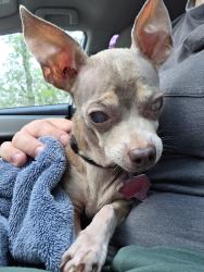 Found/Stray Male Dog last seen Between Corn Valley and 3rd St, Near Williams Chicken, Grand Prairie, TX 75051
