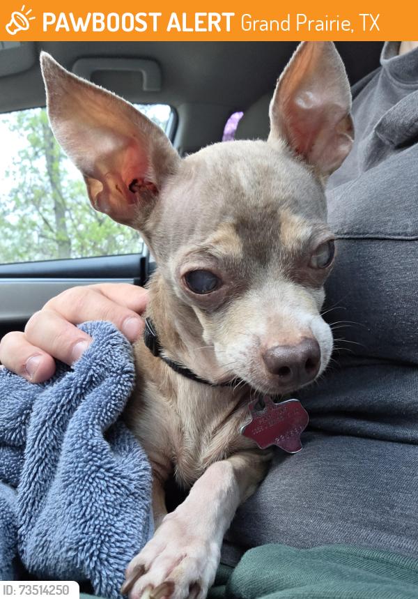 Found/Stray Male Dog last seen Between Corn Valley and 3rd St, Near Williams Chicken, Grand Prairie, TX 75051