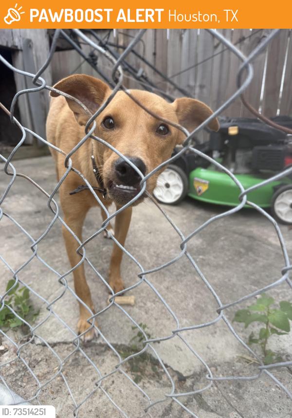 Found/Stray Male Dog last seen Hammerly, Houston, TX 77080