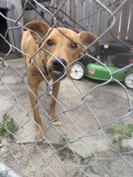 Found/Stray Male Dog last seen Hammerly, Houston, TX 77080