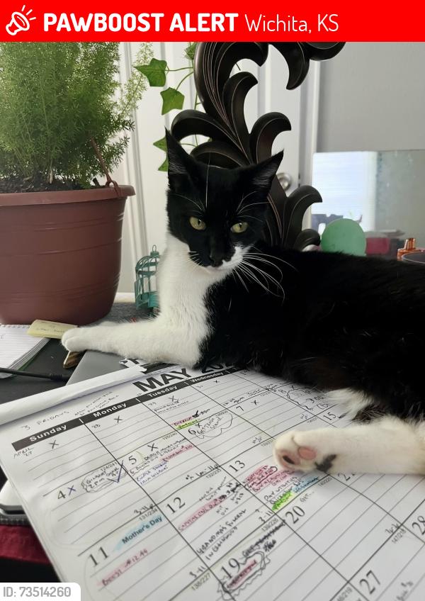 Lost Female Cat last seen Kellogg and hydraulic, Wichita, KS 67216