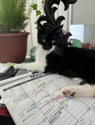 Lost Female Cat last seen Kellogg and hydraulic, Wichita, KS 67216