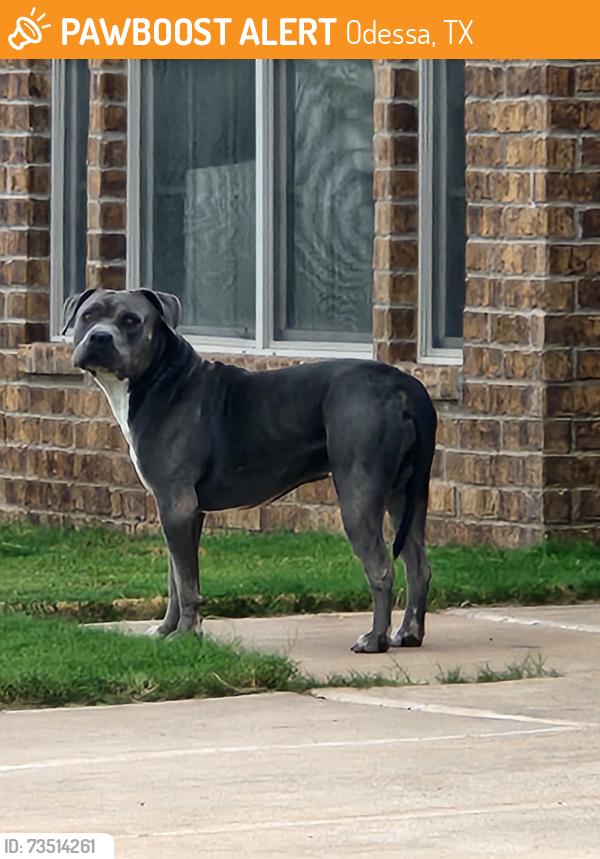 Found/Stray Unknown Dog last seen Near W. HARVARD CIRCLE, Odessa, TX 79765