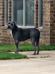 Found/Stray Unknown Dog last seen Near W. HARVARD CIRCLE, Odessa, TX 79765