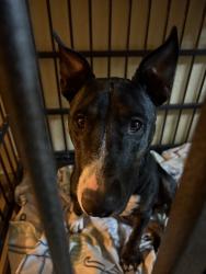 Lost Male Dog last seen Eubank & Copper, Albuquerque, NM 87123