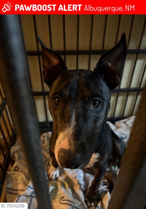 Lost Male Dog last seen Eubank & Copper, Albuquerque, NM 87123