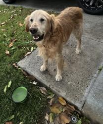 Reunited Male Dog last seen Riverslope St. and Olsen Ct., Riverside, CA 92505