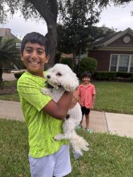 Reunited Male Dog last seen Brightwater neighborhood, Missouri City, TX 77459