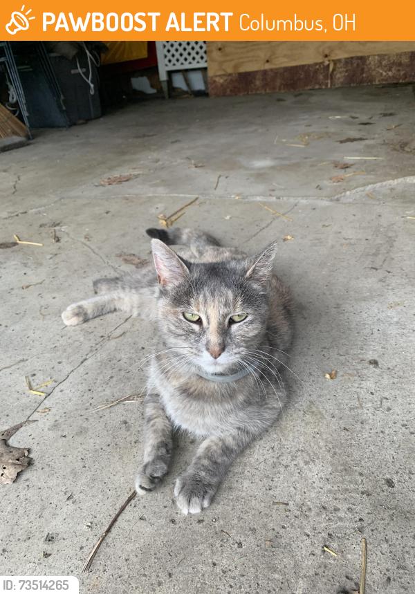 Found/Stray Female Cat last seen South of Weber off of Indianola, Columbus, OH 43202