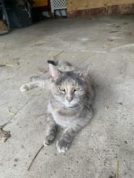 Found/Stray Female Cat last seen South of Weber off of Indianola, Columbus, OH 43202