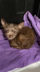 Found/Stray Female Dog last seen Carey & Lamb, Sunrise Manor, NV 89115