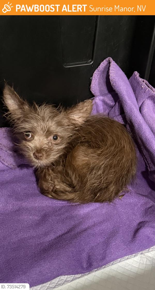 Found/Stray Female Dog last seen Carey & Lamb, Sunrise Manor, NV 89115