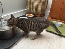 Found/Stray Male Cat last seen America Ave & Senate, Gulf Breeze, FL 32561