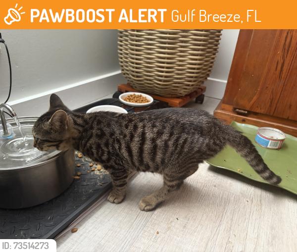 Found/Stray Male Cat last seen America Ave & Senate, Gulf Breeze, FL 32561