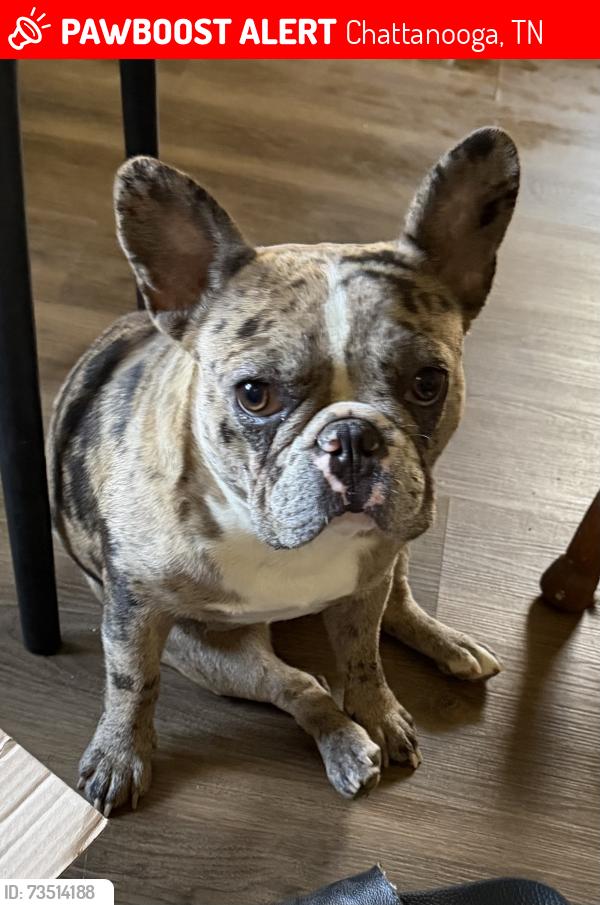 Lost Female Dog last seen Burger King, Chattanooga, TN 37404