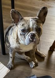 Lost Female Dog last seen Burger King, Chattanooga, TN 37404