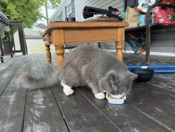 Found/Stray Unknown Cat last seen Murray Manor, Wilmington, DE 19808