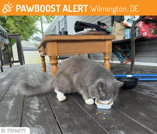 Found/Stray Unknown Cat last seen Murray Manor, Wilmington, DE 19808