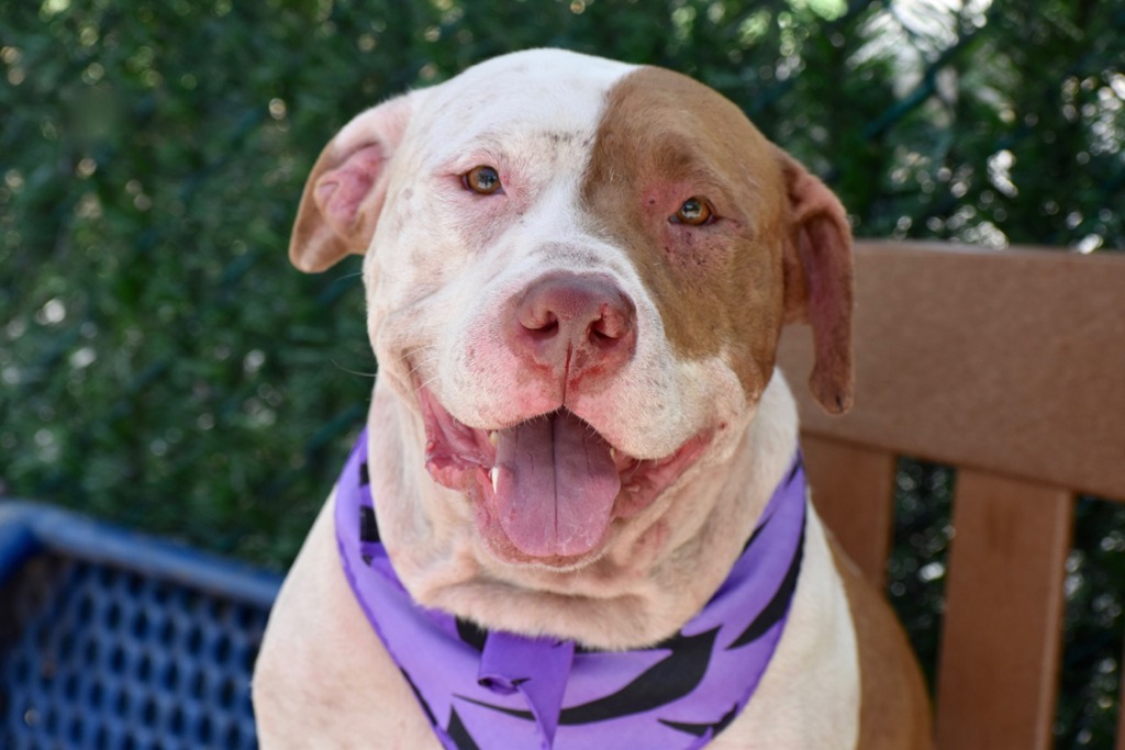Shelter Stray Male Dog last seen Colony Avenue, STATEN ISLAND, NY, 10306, 3139 Veterans Rd W, Staten Island, NY 10309, USA