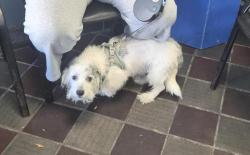 Shelter Stray Male Dog last seen Near Grand Avenue, BRONX, NY, 10468, 326 E 110th St, New York, NY 10029, USA