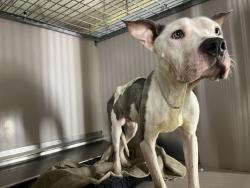 Shelter Stray Male Dog last seen Near Bristol Street, BROOKLYN, NY, 11212, 326 E 110th St, New York, NY 10029, USA