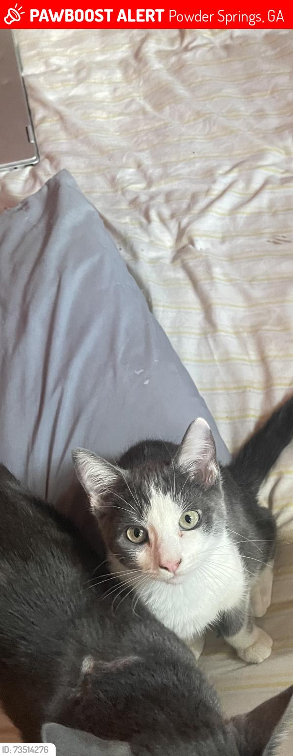 Lost Male Cat last seen Street, Powder Springs, GA 30127