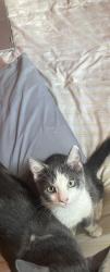 Lost Male Cat last seen Street, Powder Springs, GA 30127