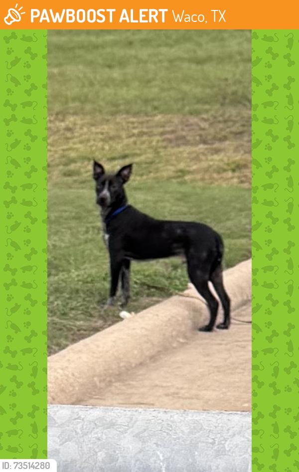 Found/Stray Unknown Dog last seen New Road, Waco, TX 76702