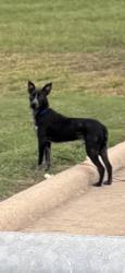 Found/Stray Unknown Dog last seen New Road, Waco, TX 76702