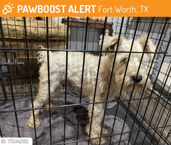 Found/Stray Male Dog last seen Hulen park circle and McCart, Fort Worth, TX 76123