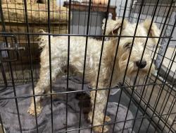 Found/Stray Male Dog last seen Hulen park circle and McCart, Fort Worth, TX 76123