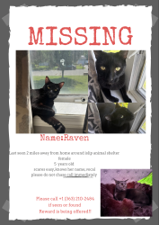 Lost Female Cat last seen islip animal shelter, Central Islip, NY 11722