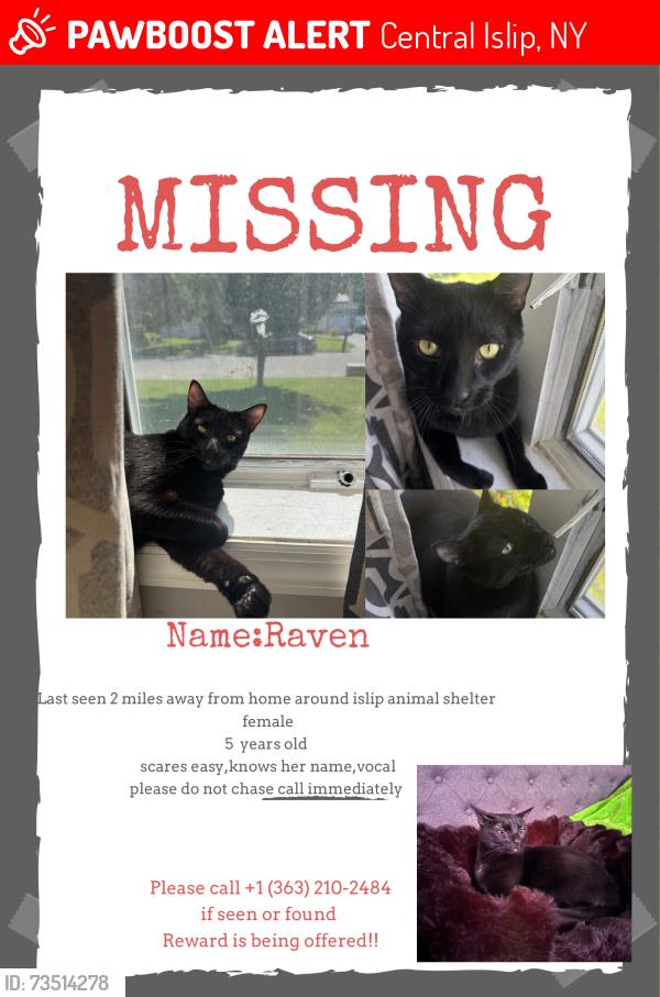 Lost Female Cat last seen islip animal shelter, Central Islip, NY 11722