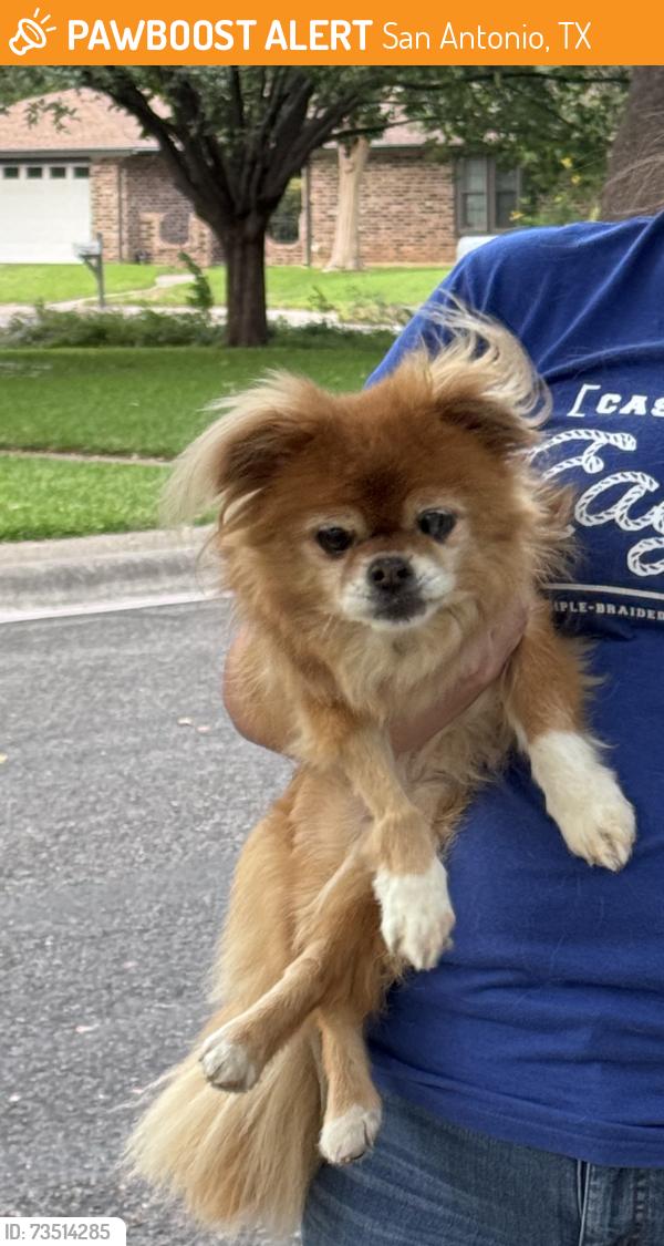 Found/Stray Female Dog last seen Hunter Green & Hook. Oak Meadow, San Antonio, TX 78231
