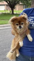 Found/Stray Female Dog last seen Hunter Green & Hook. Oak Meadow, San Antonio, TX 78231