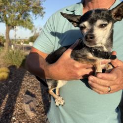 Reunited Male Dog last seen Piestewa Peak & Lincoln, Phoenix, AZ 85016
