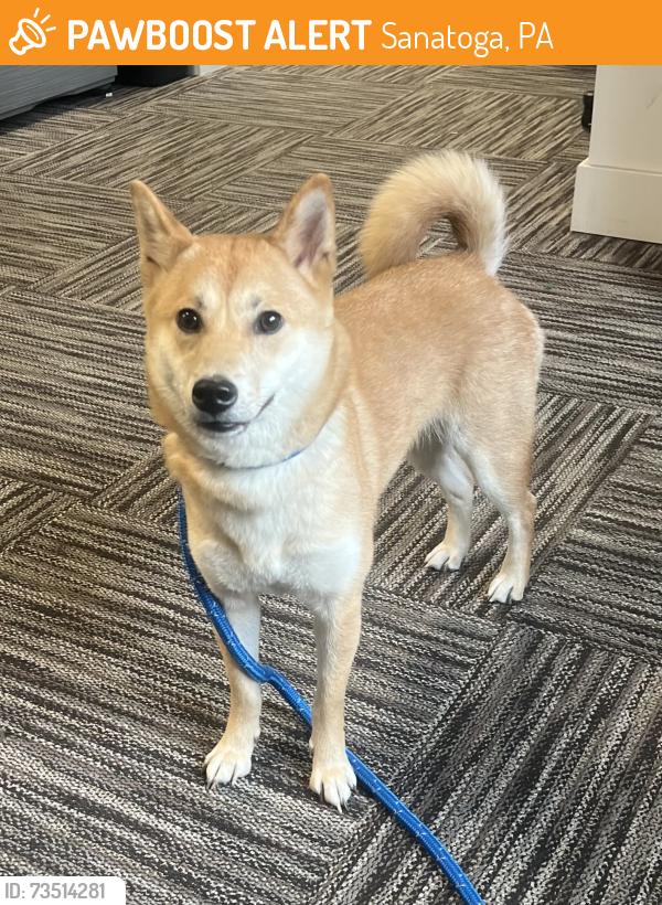 Found/Stray Female Dog last seen Sanatoga Greene apmts, Sanatoga, PA 19464