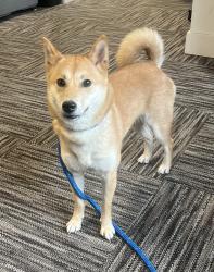 Found/Stray Female Dog last seen Sanatoga Greene apmts, Sanatoga, PA 19464