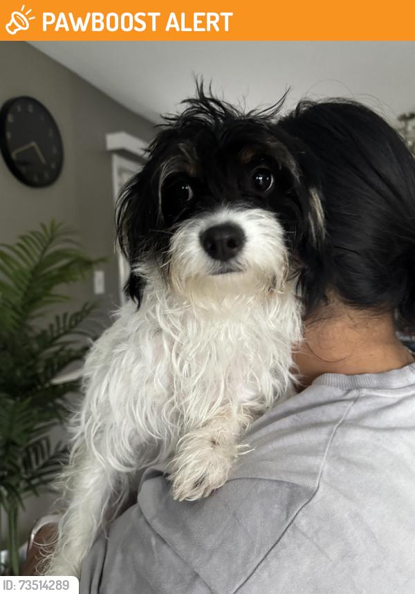 Found/Stray Female Dog last seen stonesboro rd, Prince George's County, MD 20744