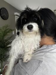 Found/Stray Female Dog last seen stonesboro rd, Prince George's County, MD 20744