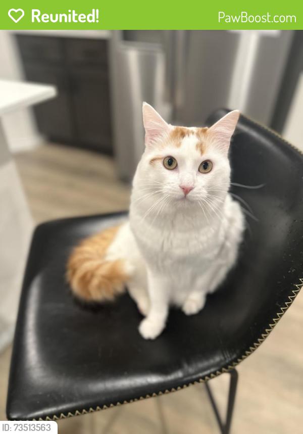 Reunited Male Cat last seen Stonehaven community, Caddo Mills, TX 75135