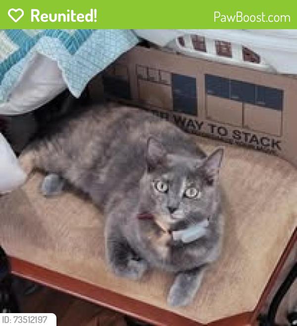 Reunited Female Cat last seen Near morton chase dr and Morningside Dr, Alpharetta, GA 30022