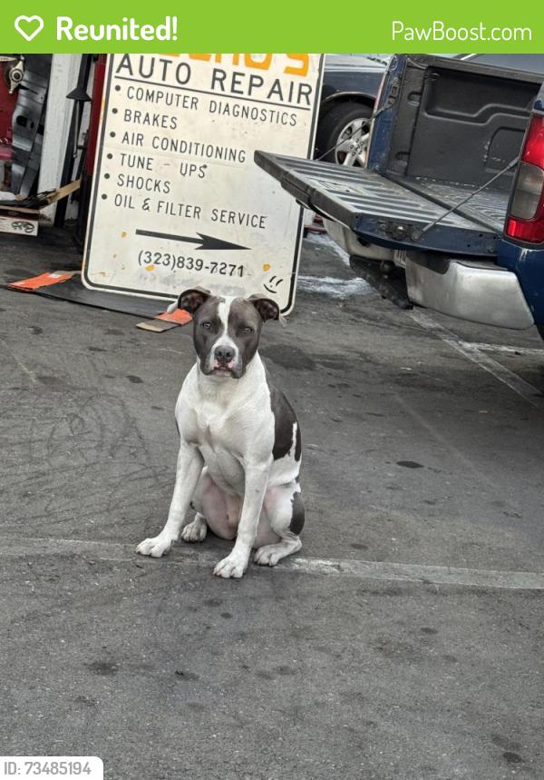 Reunited Female Dog last seen Hill and 21, Long Beach, CA 90806